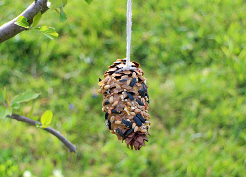 Pine cone bird feeder hanging from the branch of a tree