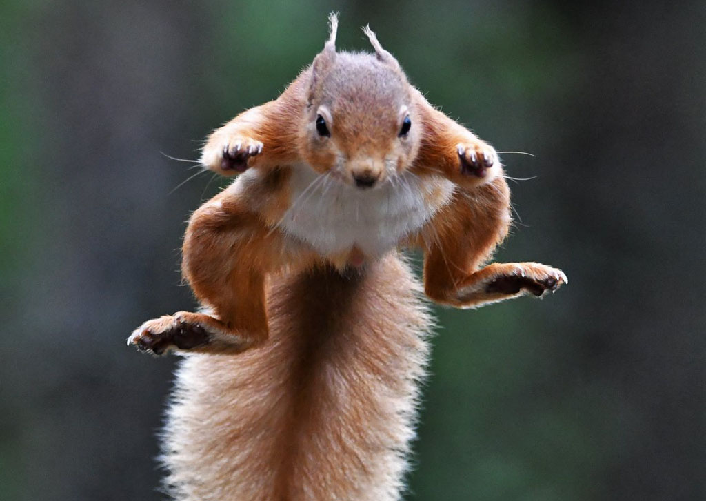 Red squirrel jumping by Gary Bruce Highland Photographer