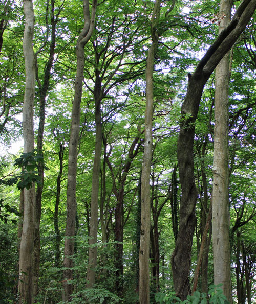 Woodland, International Day of Forests