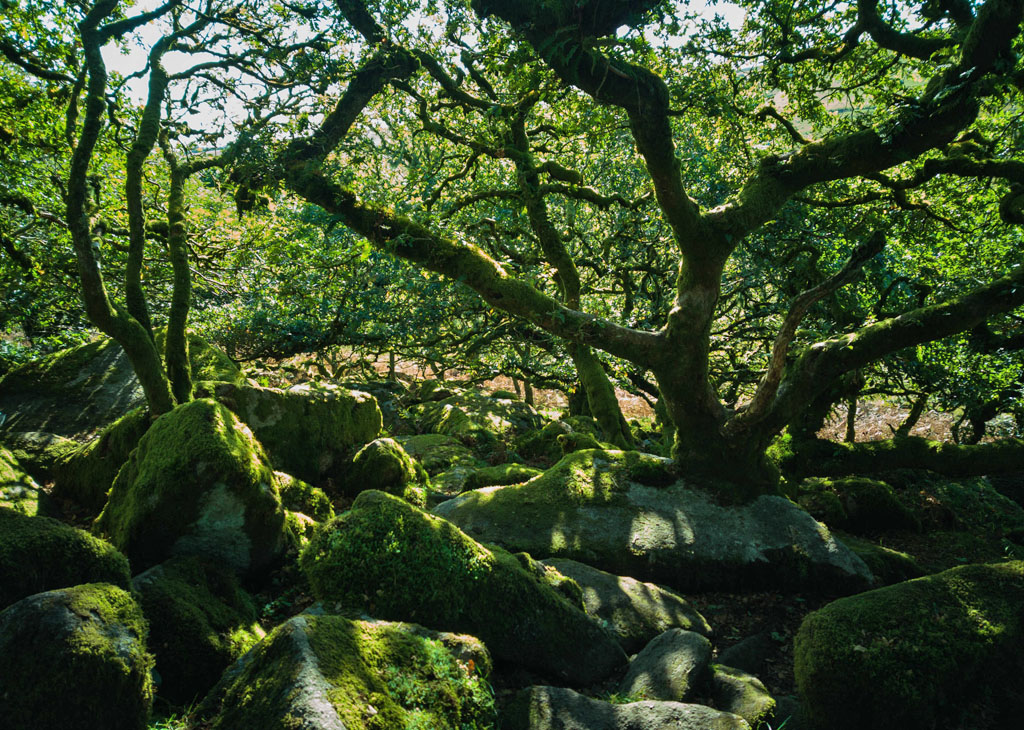 Britain's rainforests - moss-covered trees in ancient wood, Dartmoor