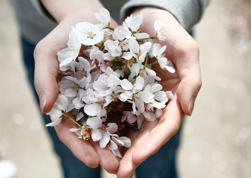 Hands holding blossom, Sensitive by Hannah Jane Walker