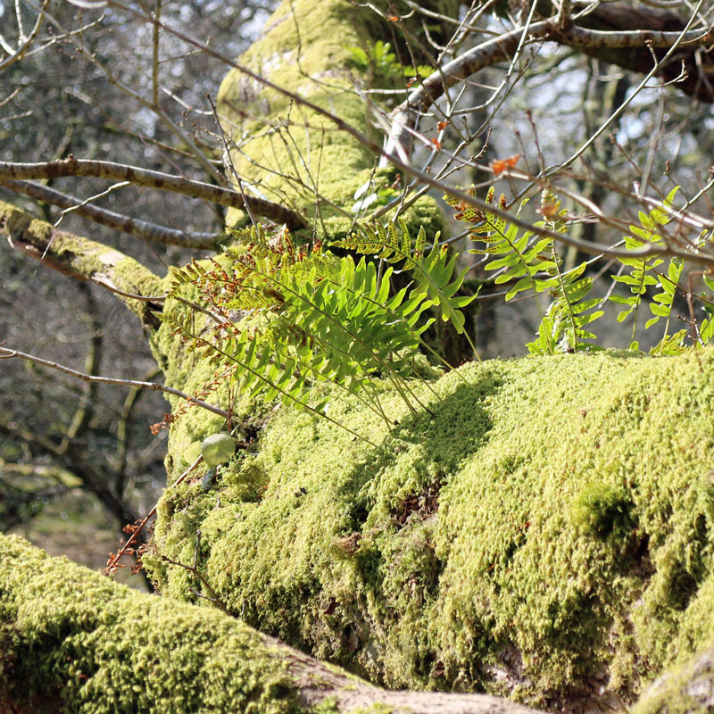 Ferns and moss growing from a tree, Britain's rainforests