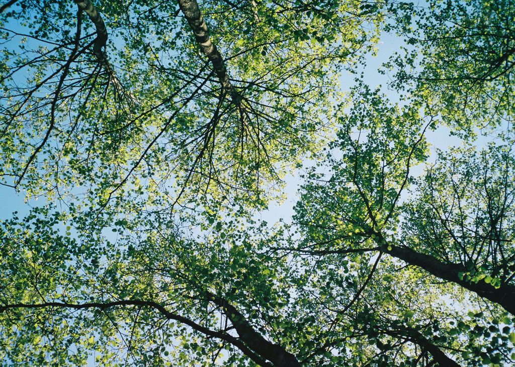 Looking up through leaf canopy, Coming Up