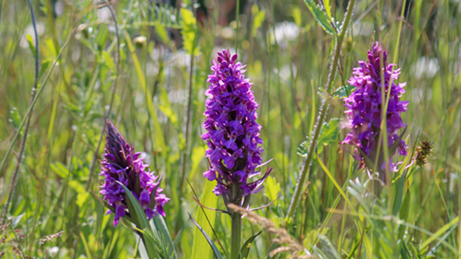 Plantlife's No Mow May, Wild orchids on lawn