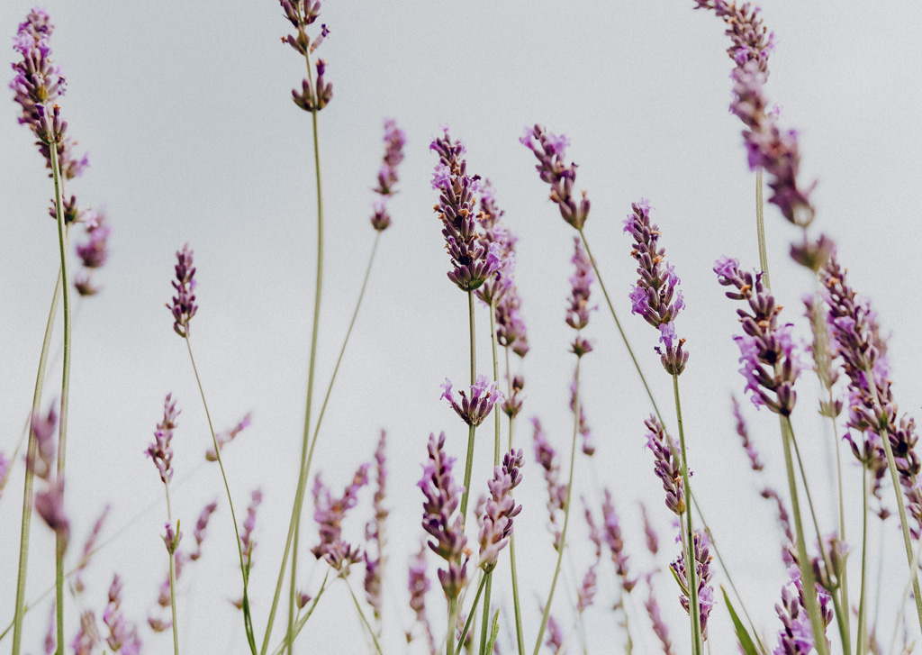 Fresh lavender for hand soak recipe from Mud, Salt + Medicine by Julia Lawless