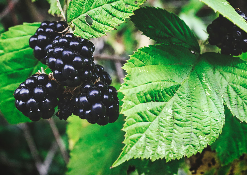 Brambles, Seed Gathering Season