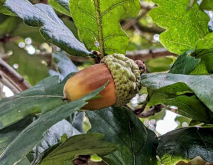 Acorn, Seed Gathering Season