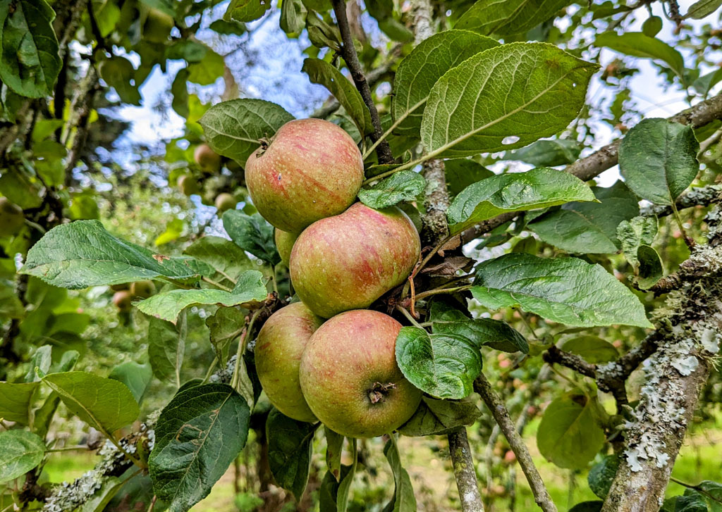 Apples growing on tree, Seed Gathering Season