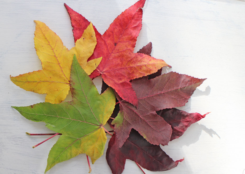 Autumn leaves flatlay