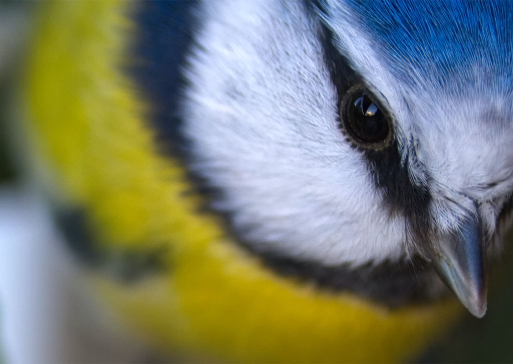 RSPB Big Garden Birdwatch, close-up of a blue tit