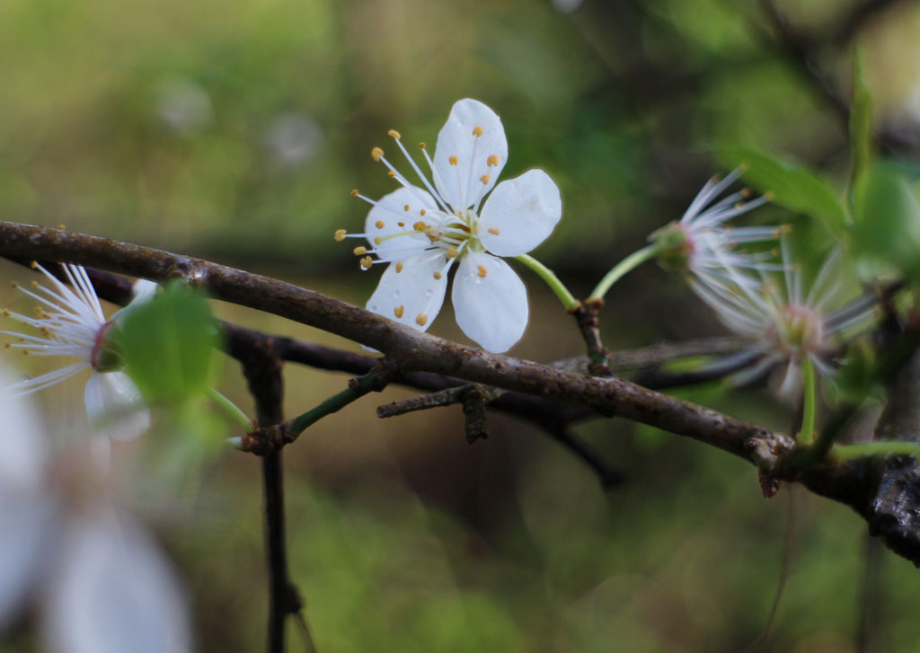 Spring blossom