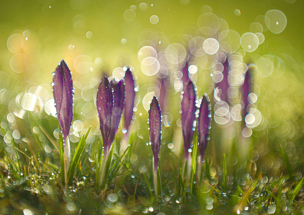 Crocus flowers, Coming Up March