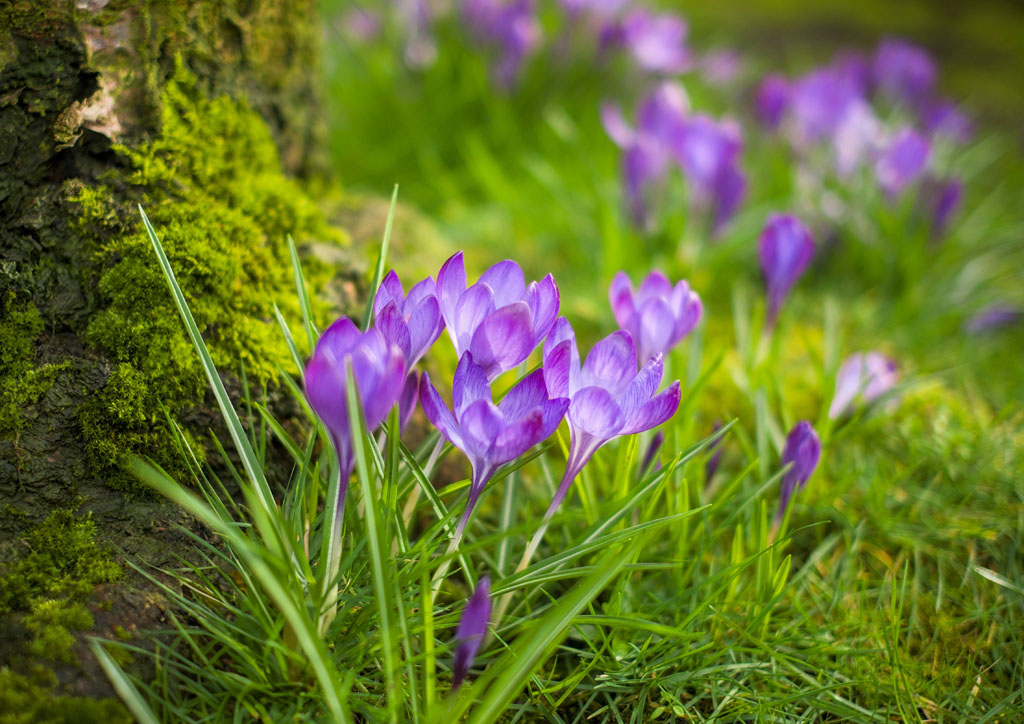 Crocus flowers growing near a mossy tree trunk